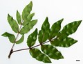 SpeciesSub: 'Undulata' (M.aquifolium × M.pinnata)